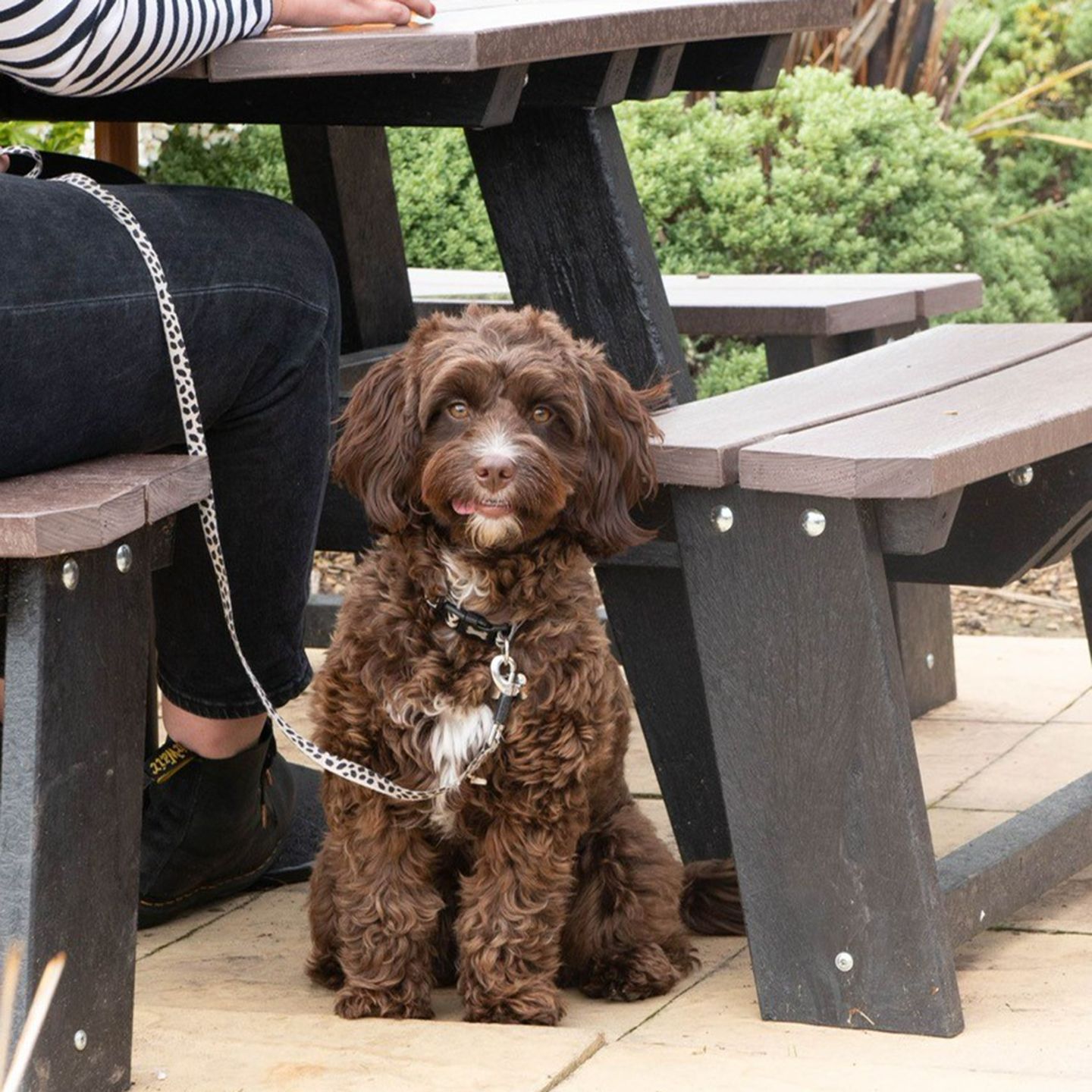 Your local dog friendly pub in Ashton-on-Ribble